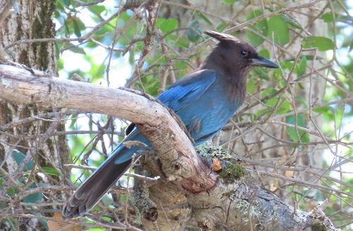 Steller's Jay - ML645775916