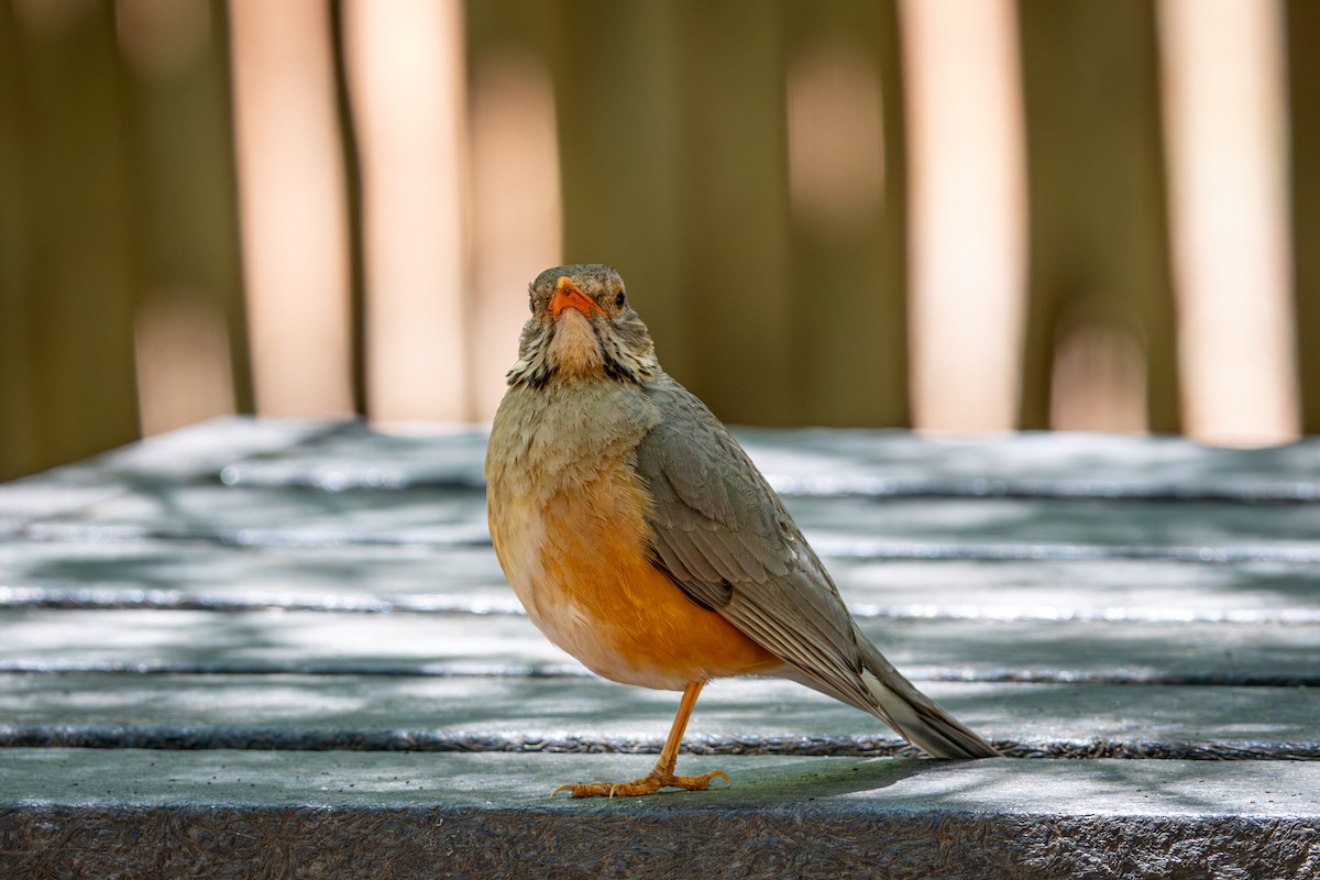 Kurrichane Thrush - ML645775917