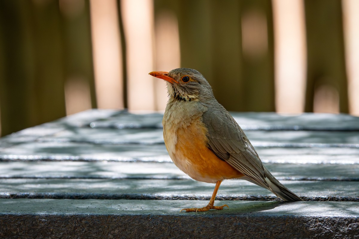 Kurrichane Thrush - ML645775918