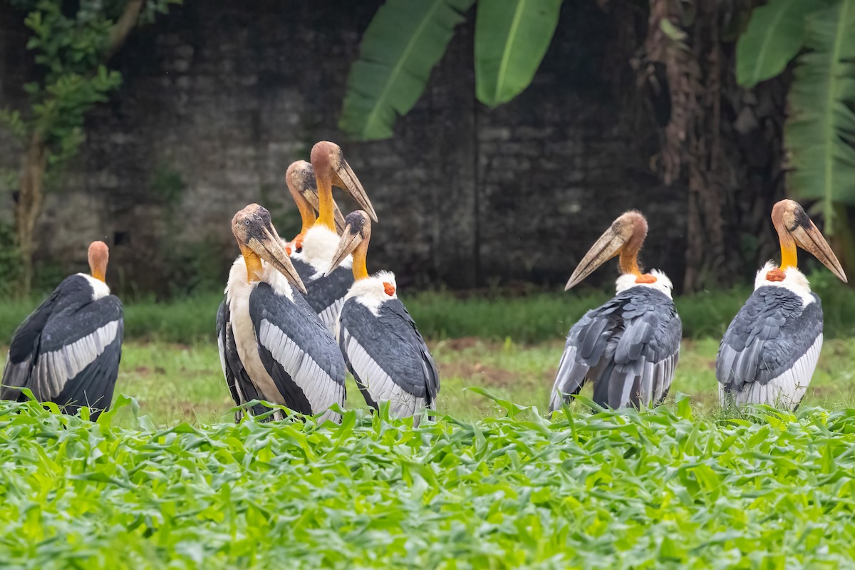 Greater Adjutant - ML645775919
