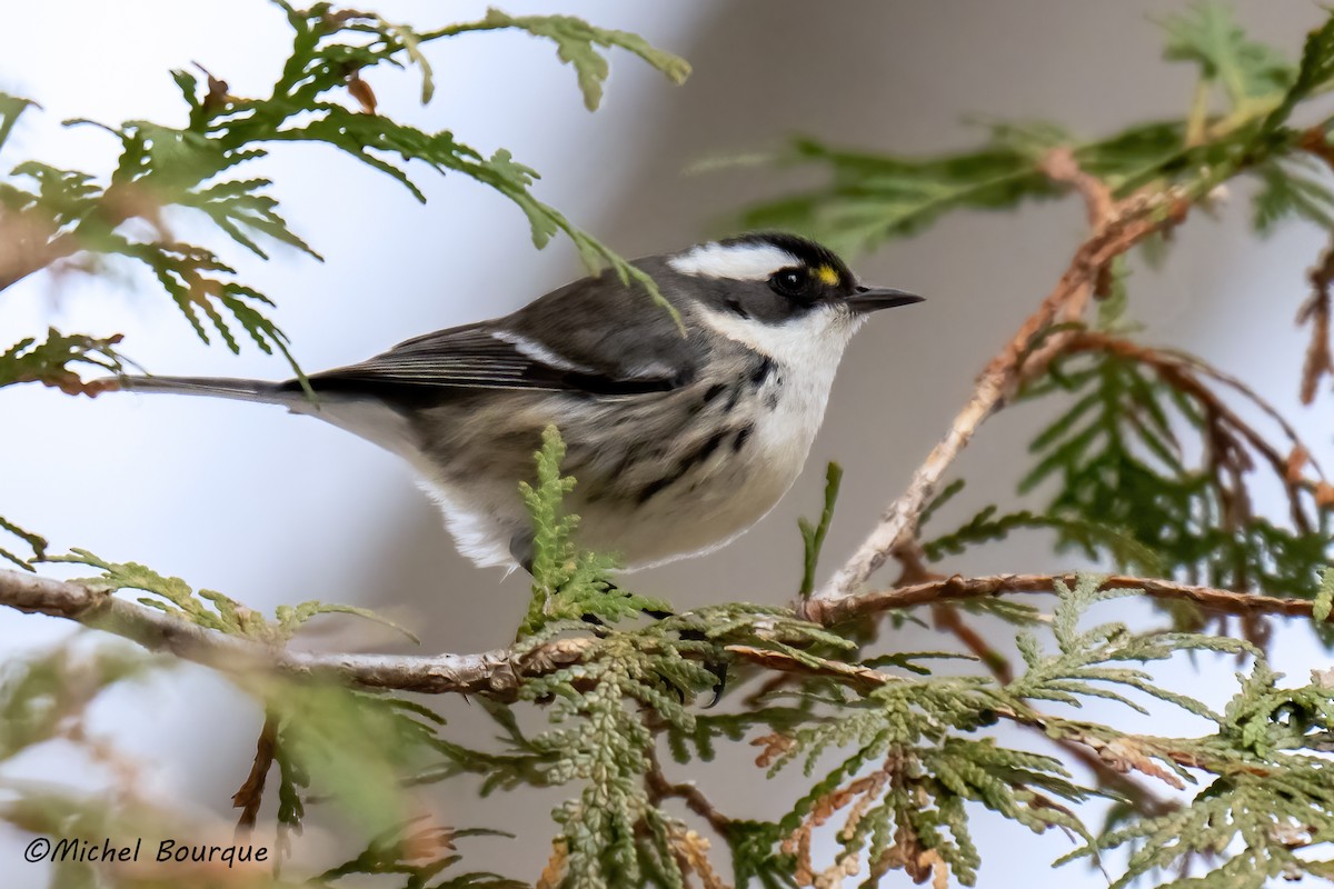 Black-throated Gray Warbler - ML645775920