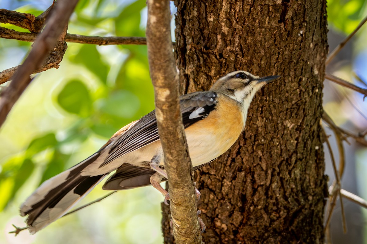 Bearded Scrub-Robin - ML645775923