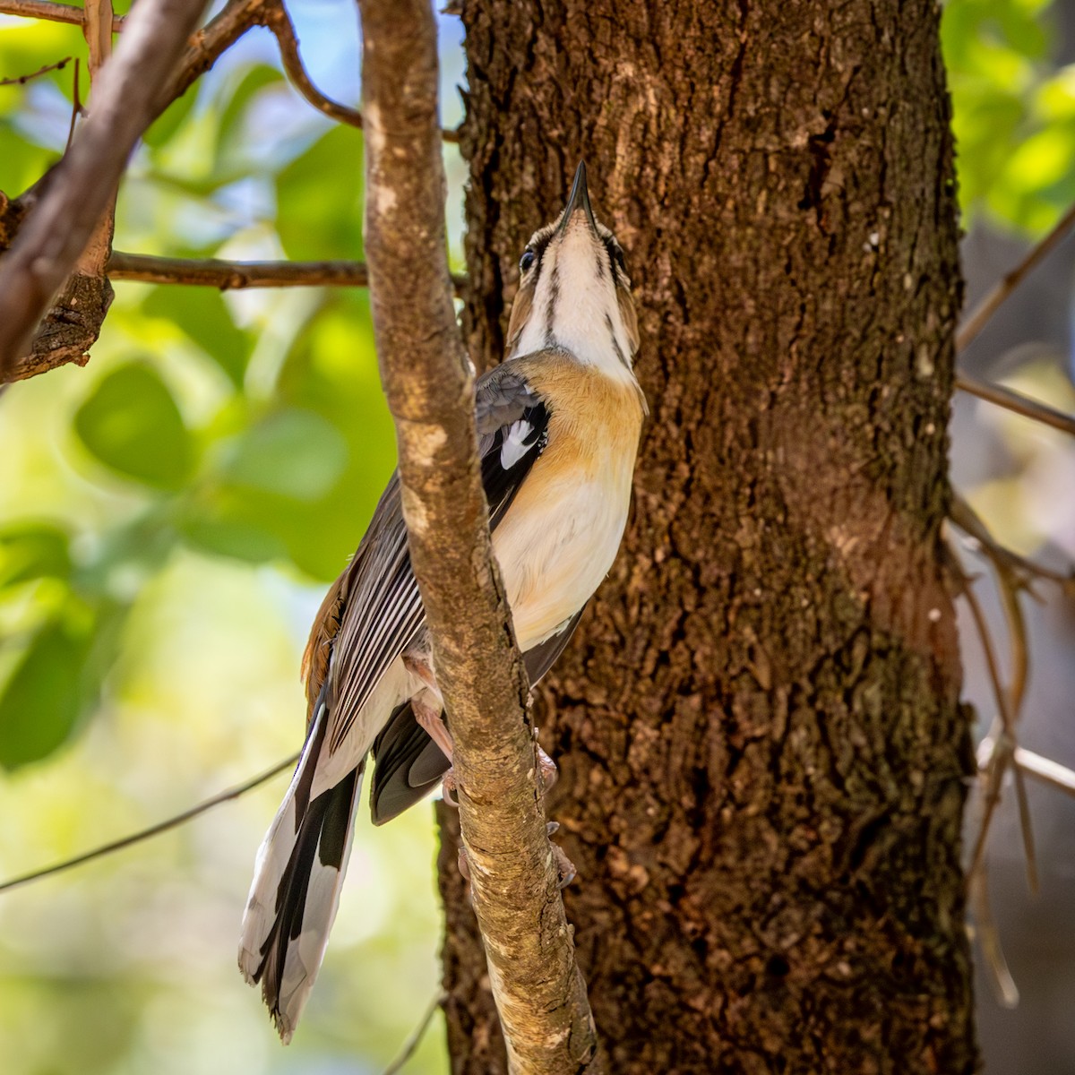 Bearded Scrub-Robin - ML645775924