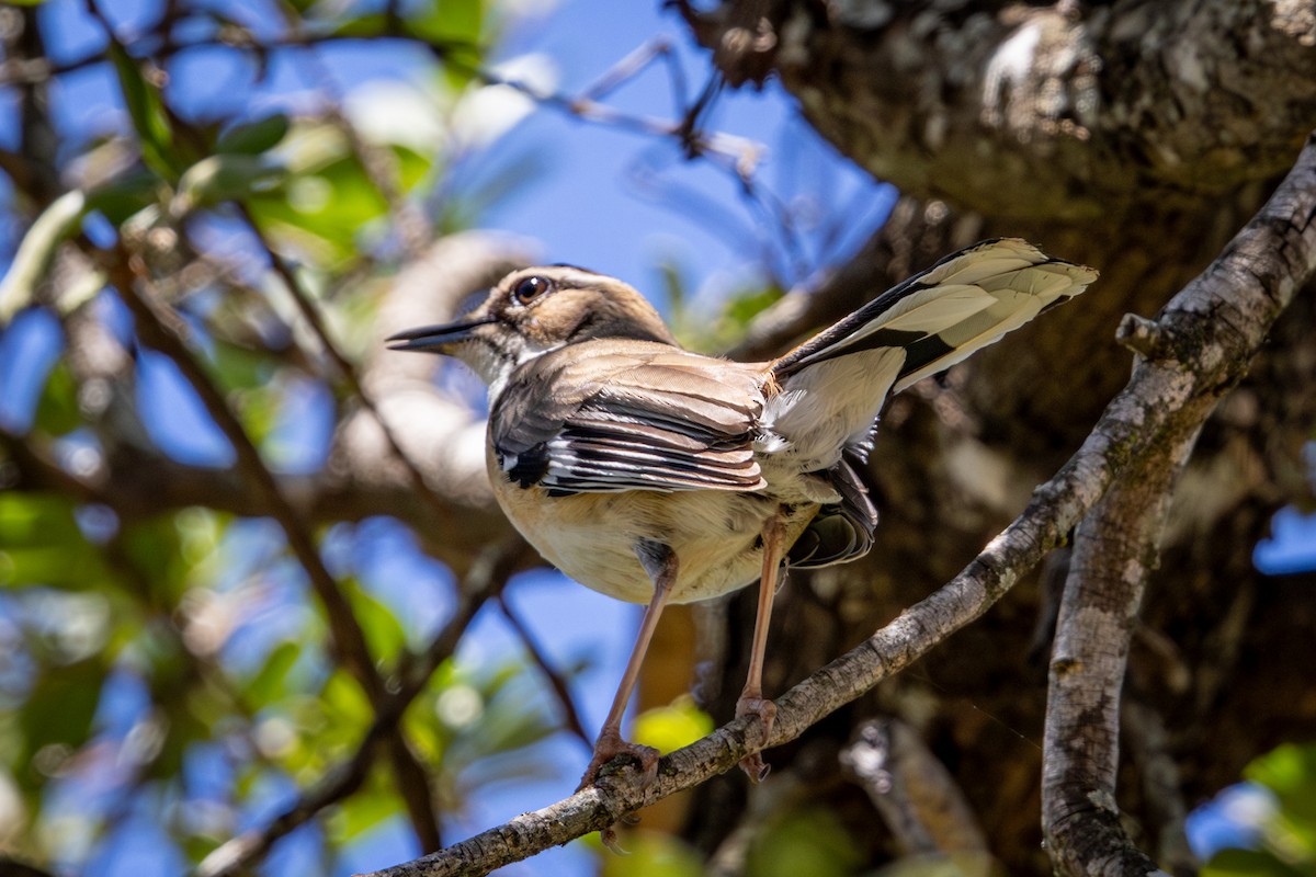 Bearded Scrub-Robin - ML645775925