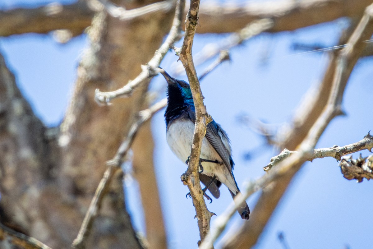 White-bellied Sunbird - ML645775928