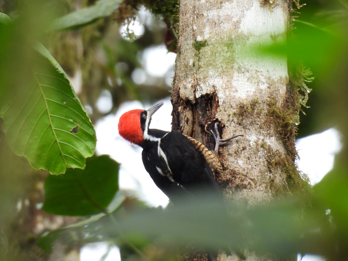 Powerful Woodpecker - ML645775929