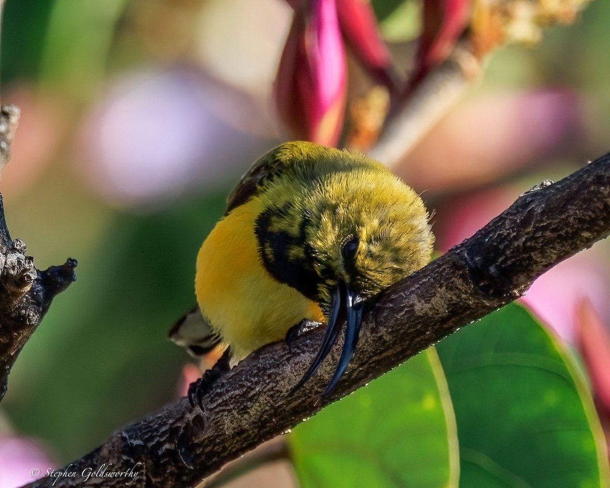 Sahul Sunbird - ML645775942