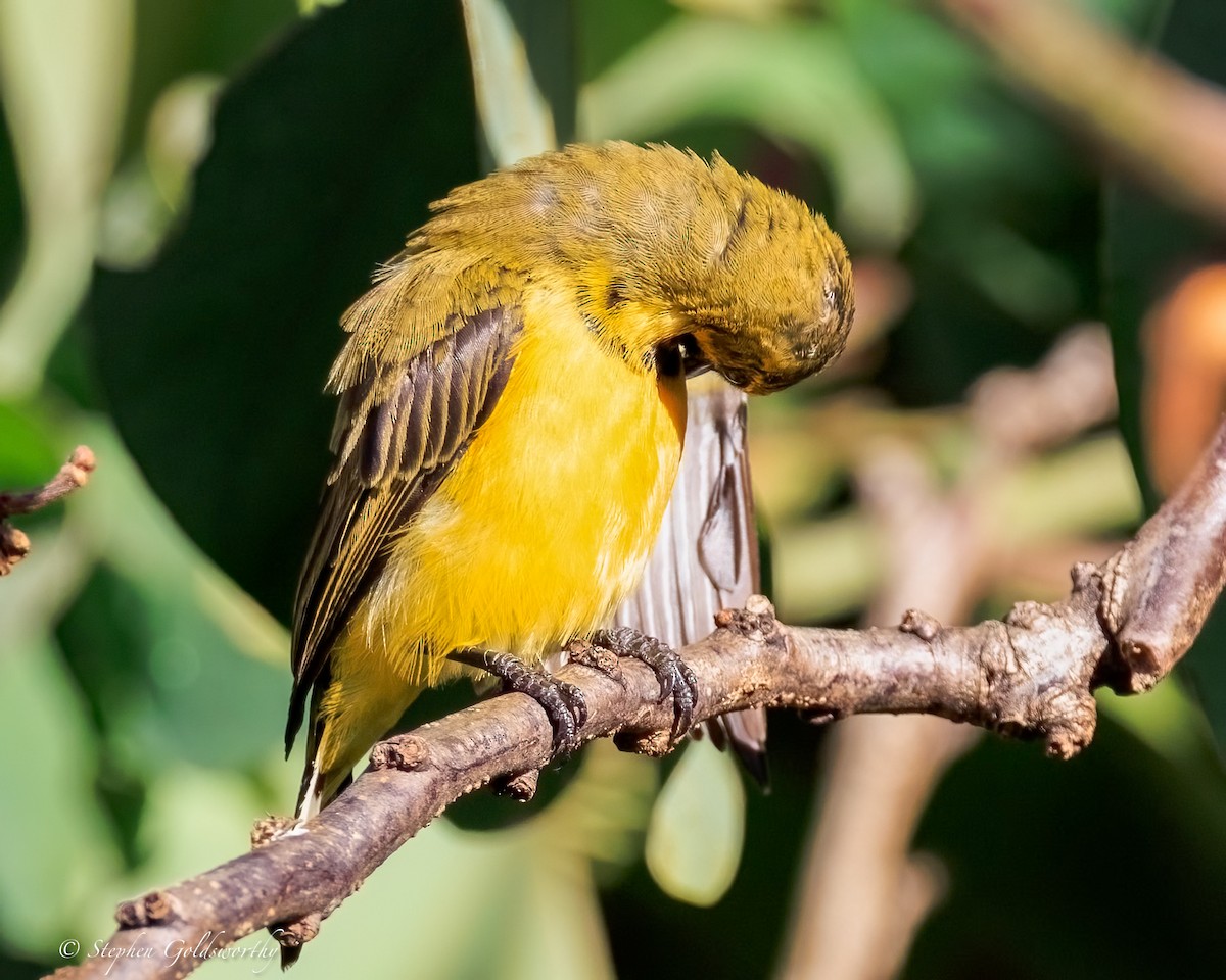 Sahul Sunbird - ML645775943