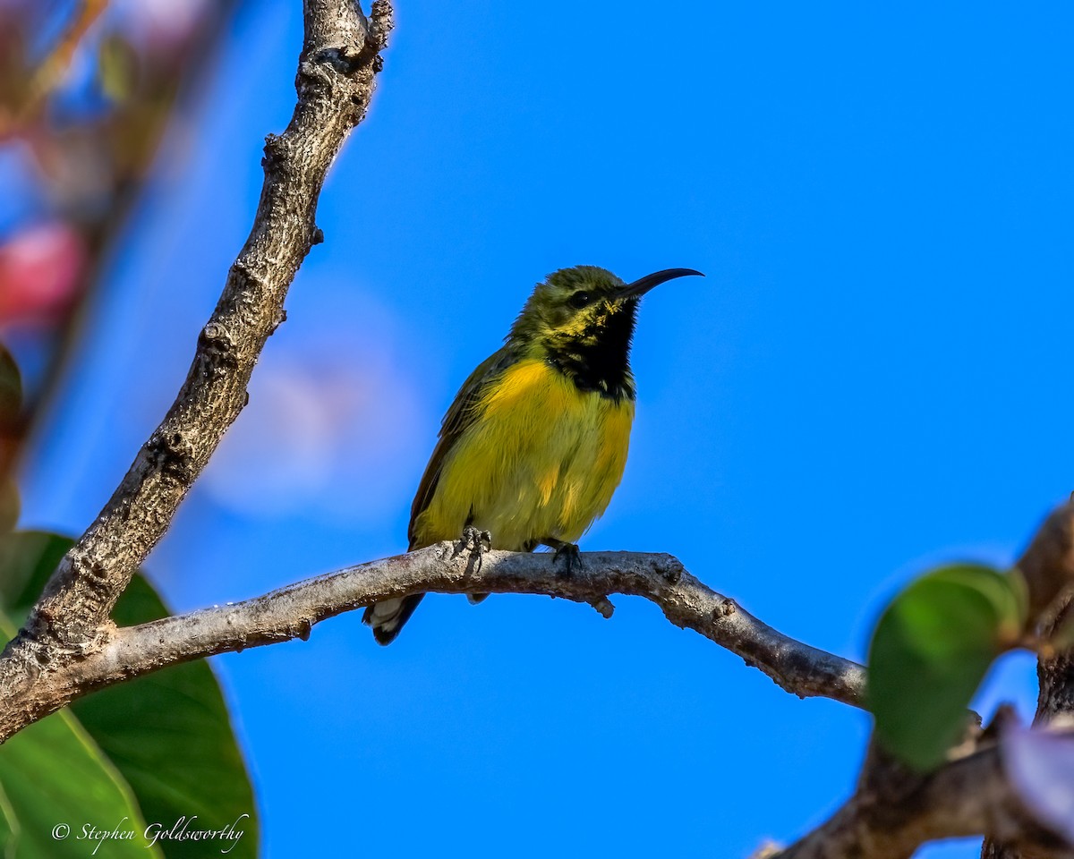 Sahul Sunbird - ML645775946