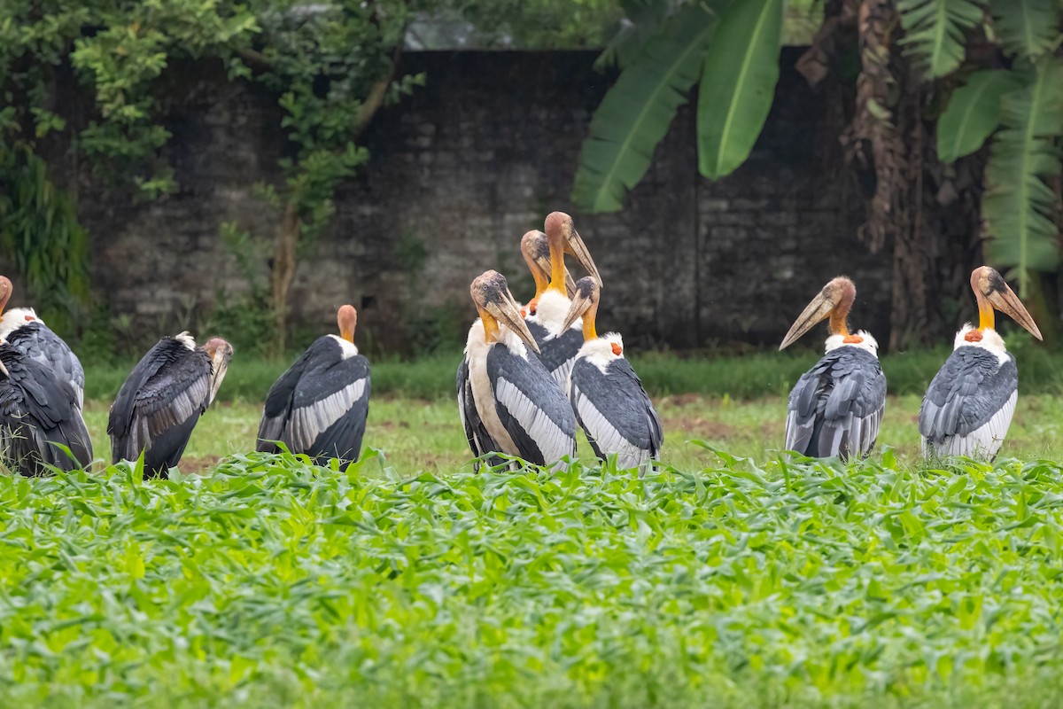 Greater Adjutant - ML645775947