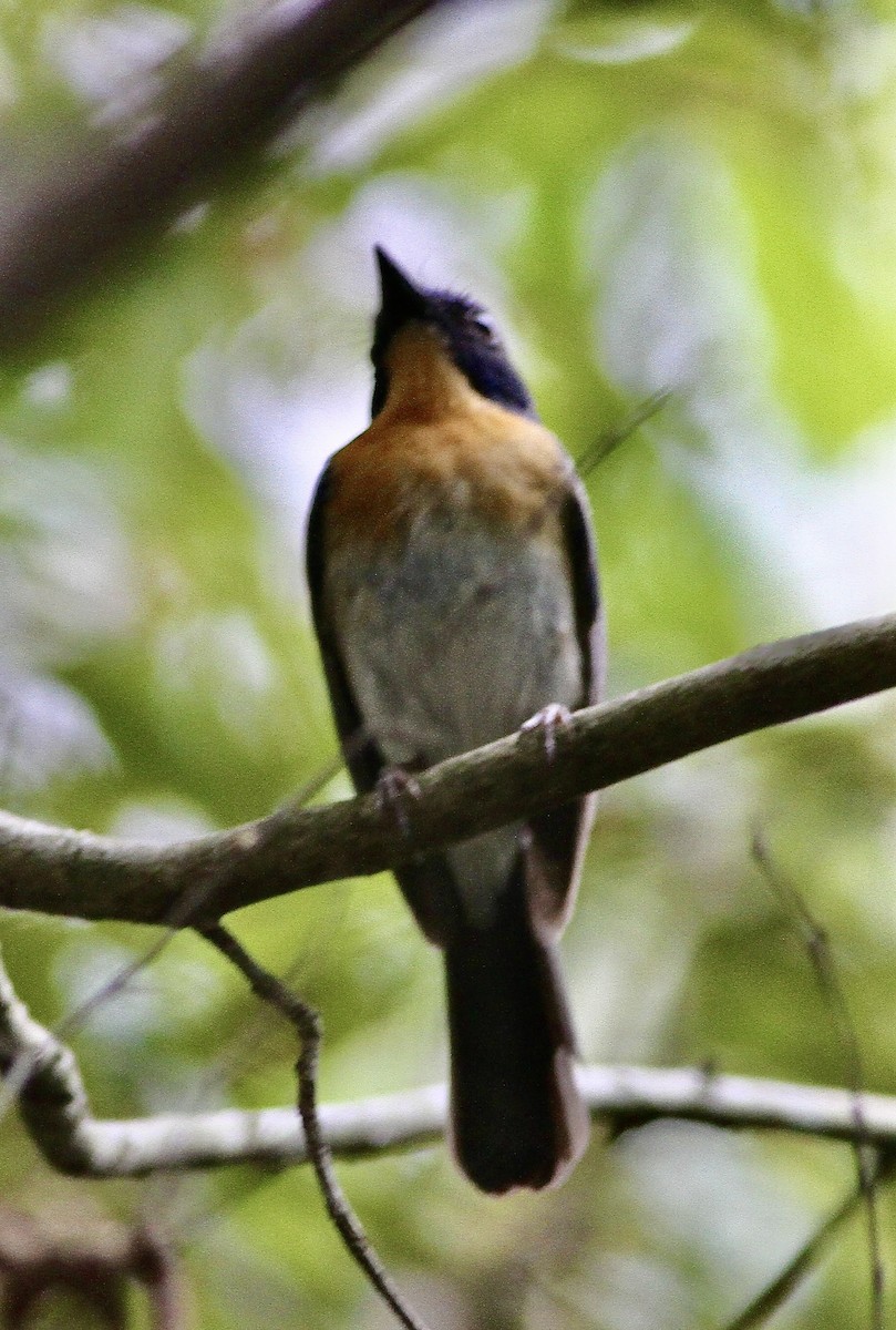 Indochinese Blue Flycatcher - ML645775975