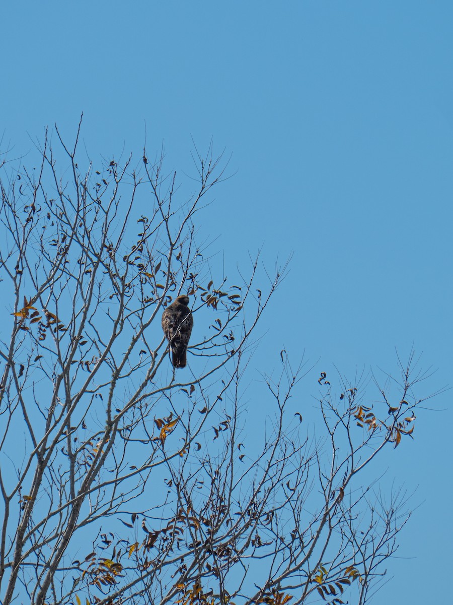 Busardo Colirrojo - ML645775978