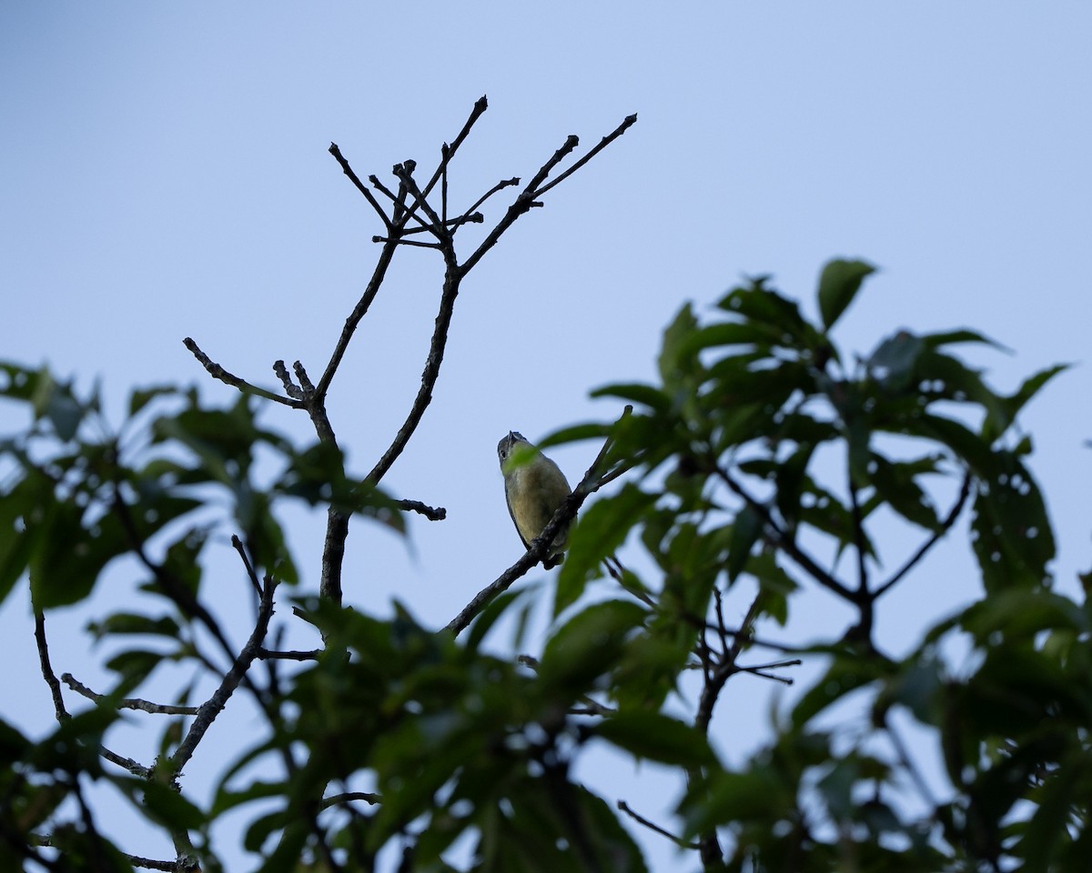 Fire-breasted Flowerpecker - ML645775979
