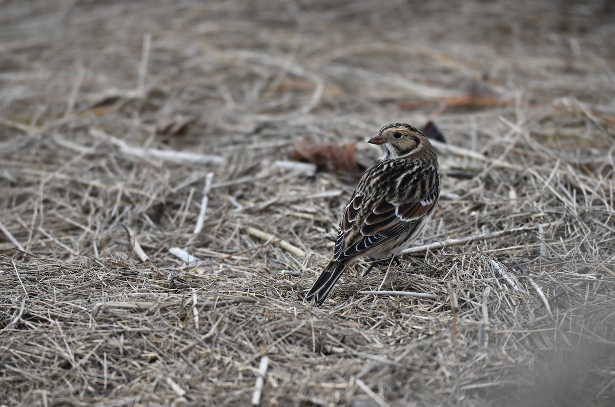 Ipar-berdantza - ML645775989