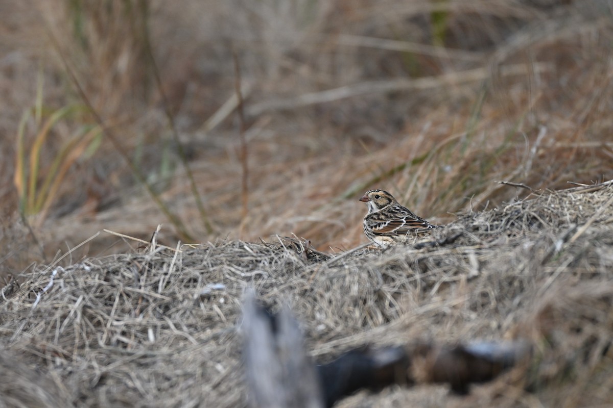 Ipar-berdantza - ML645776003