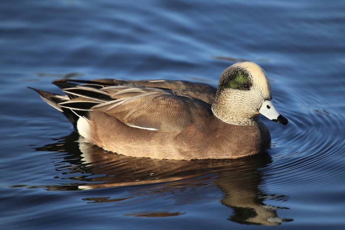 Свищ американський - ML645776007