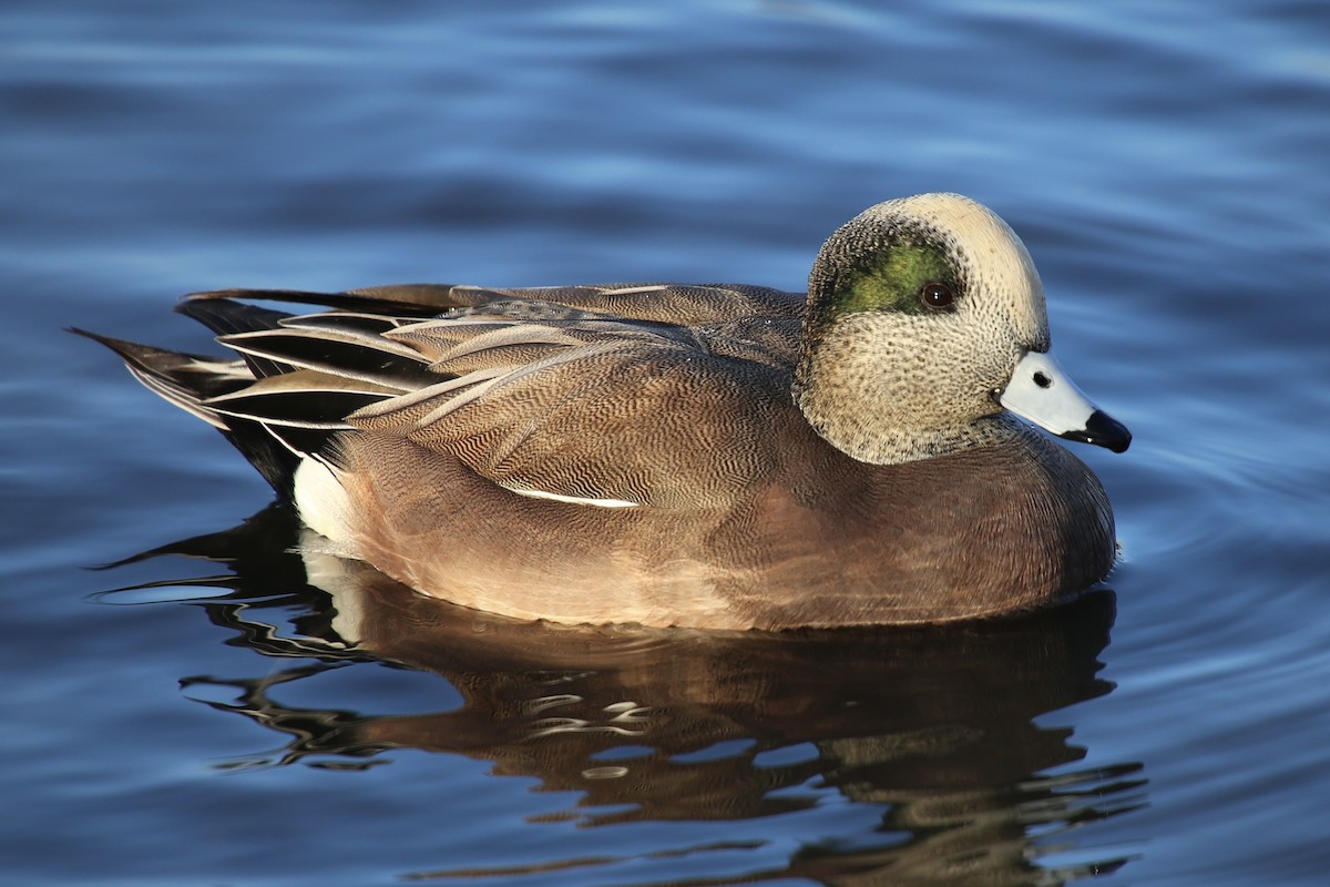 Свищ американський - ML645776008