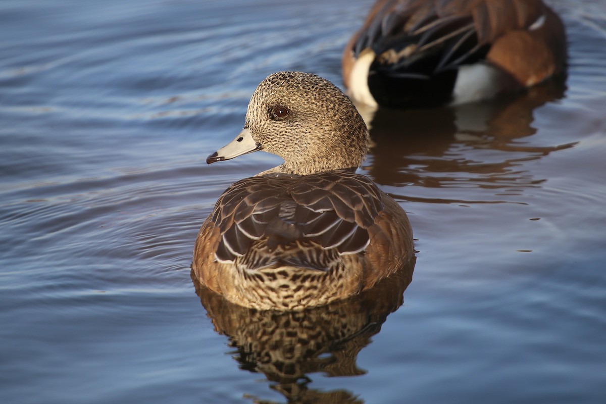 Свищ американський - ML645776009