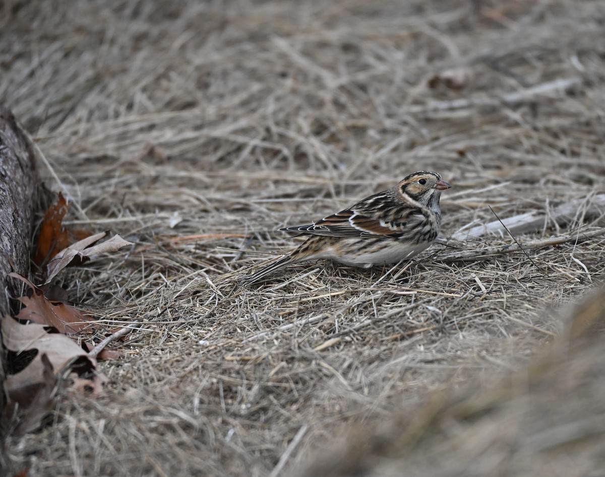 Ipar-berdantza - ML645776011