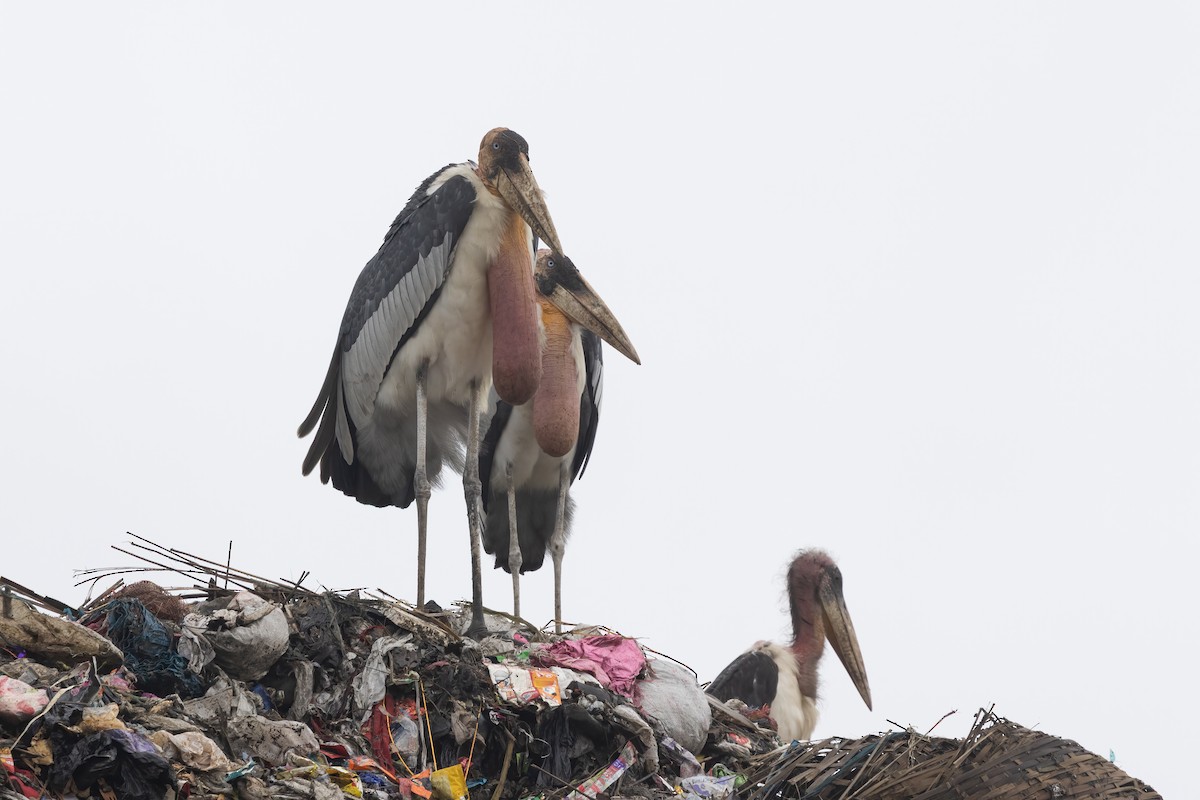 Greater Adjutant - ML645776013