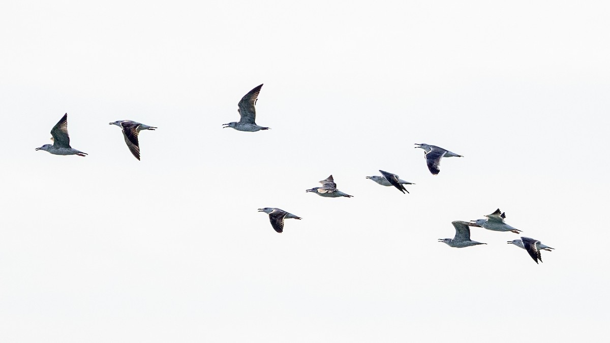 Lesser Black-backed Gull - ML645776030