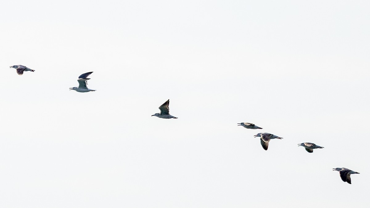 Lesser Black-backed Gull - ML645776031