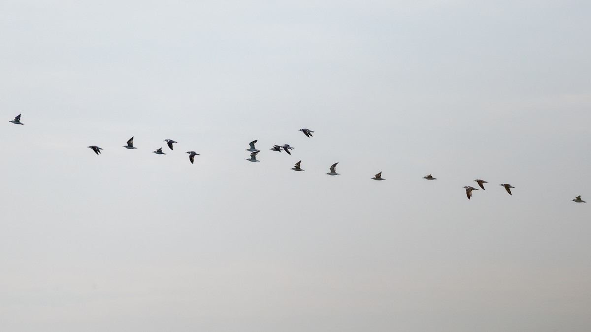 Lesser Black-backed Gull - ML645776032