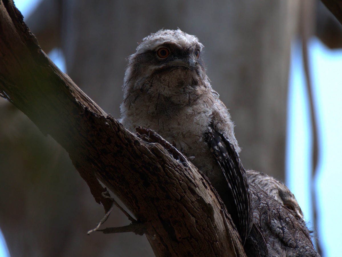 Tawny Frogmouth - ML645776033