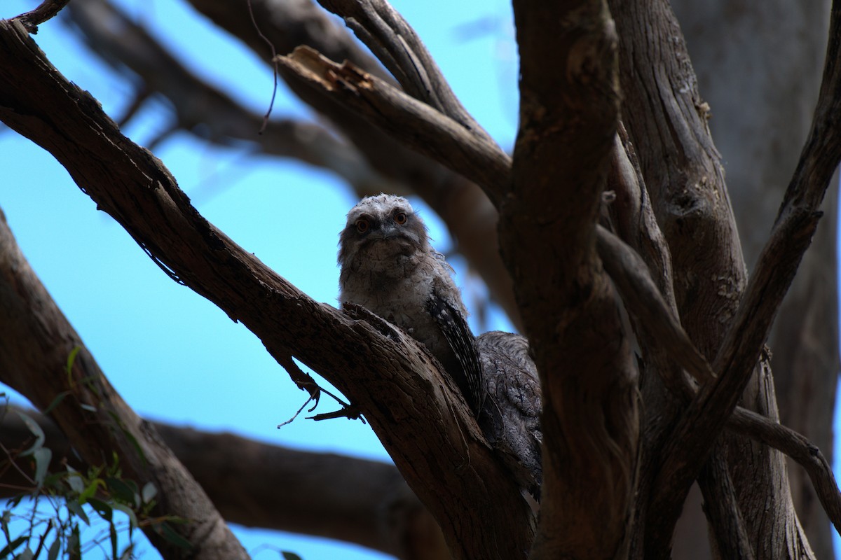 Tawny Frogmouth - ML645776034