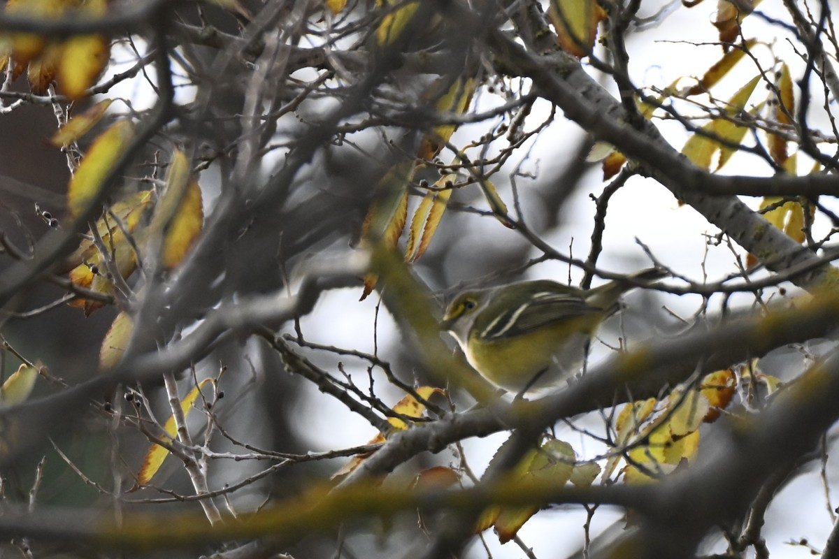 Bireo begizuria - ML645776040