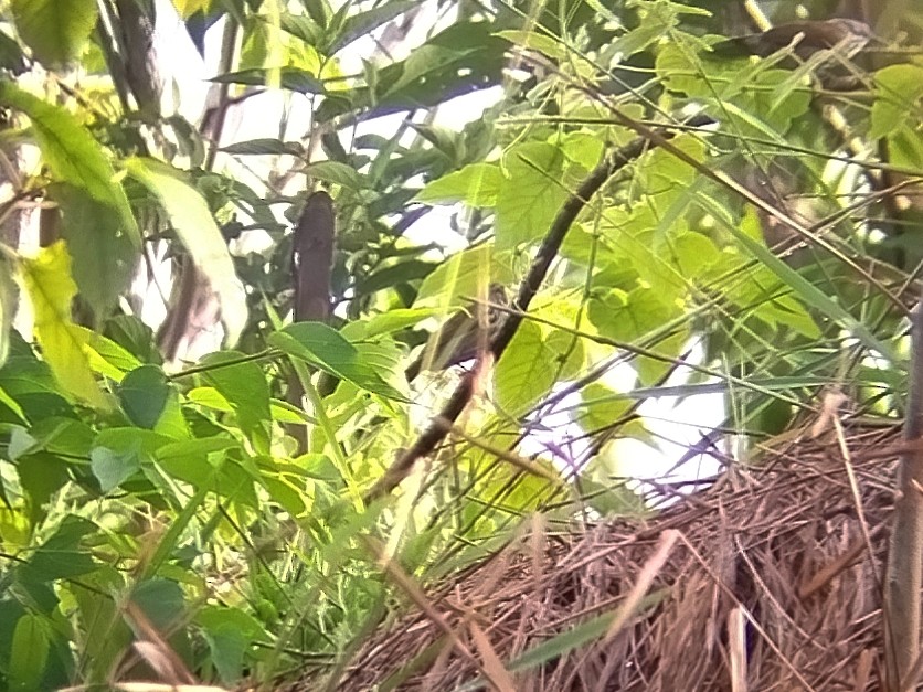 Bold-striped Tit-Babbler - ML645776041