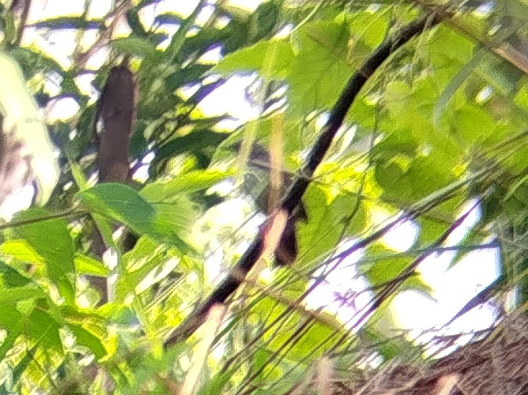 Bold-striped Tit-Babbler - ML645776042