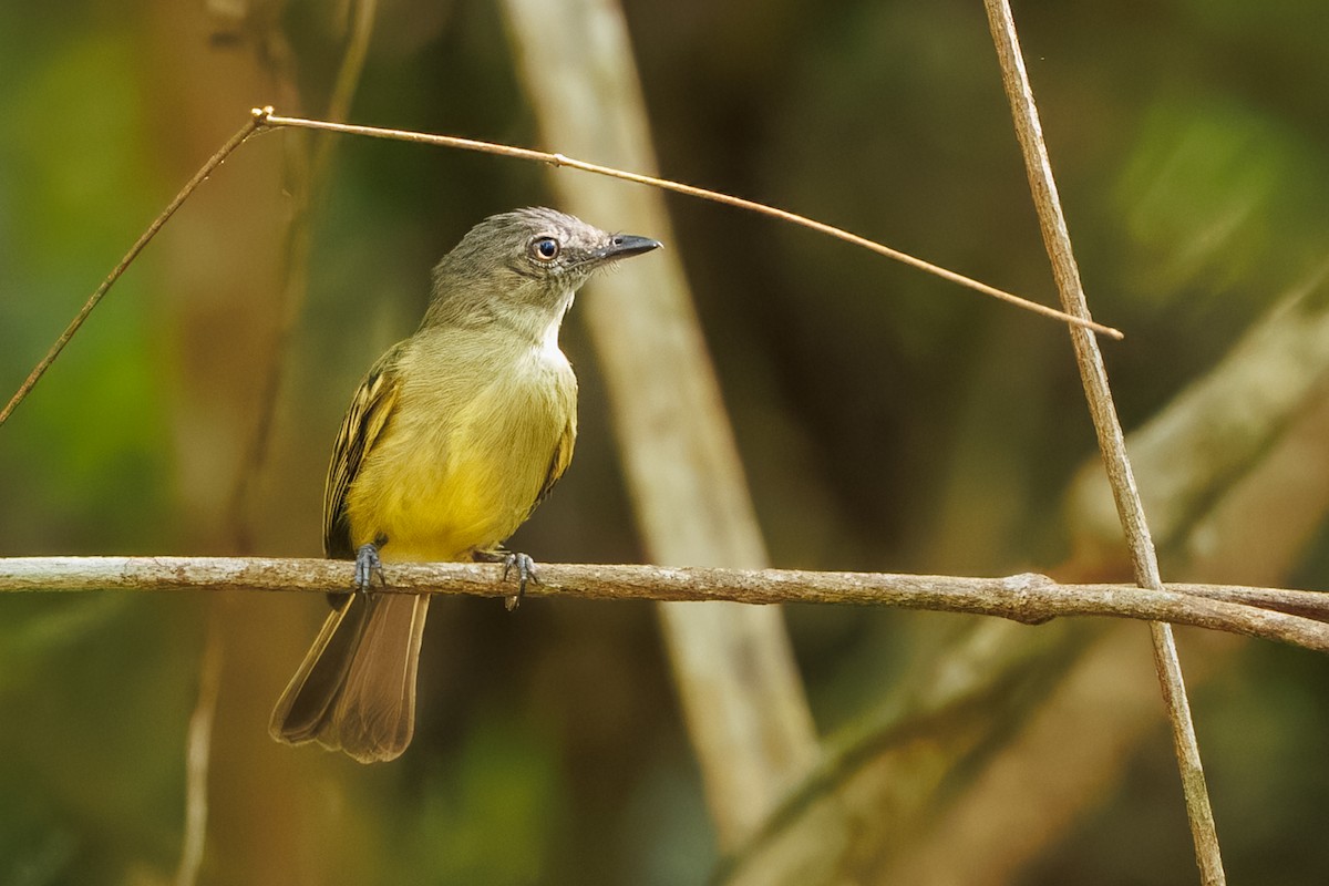 Gray-crowned Flatbill - ML645776043