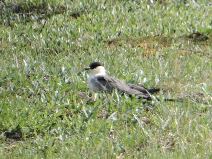 חמסן זנבתן - ML645776044