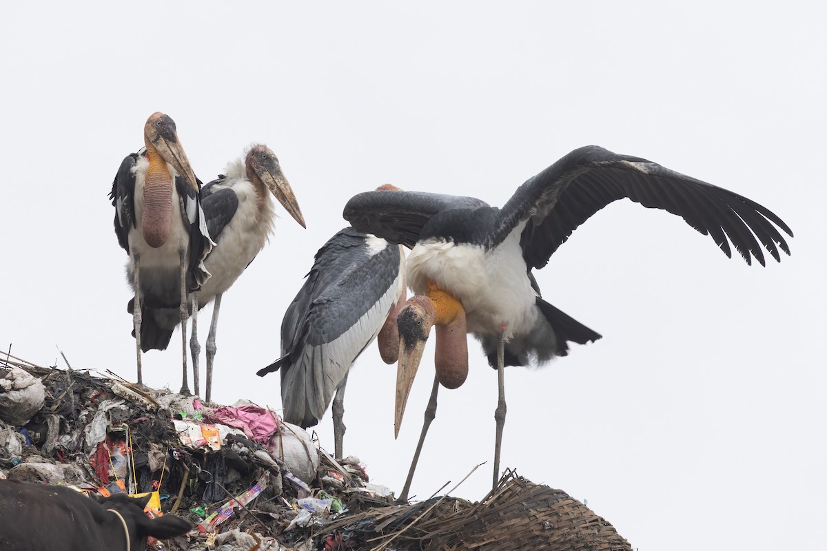 Greater Adjutant - ML645776046