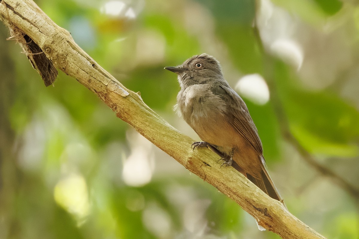 Grayish Mourner - ML645776048