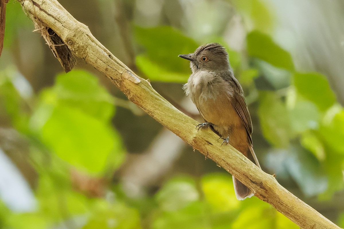 Grayish Mourner - ML645776049