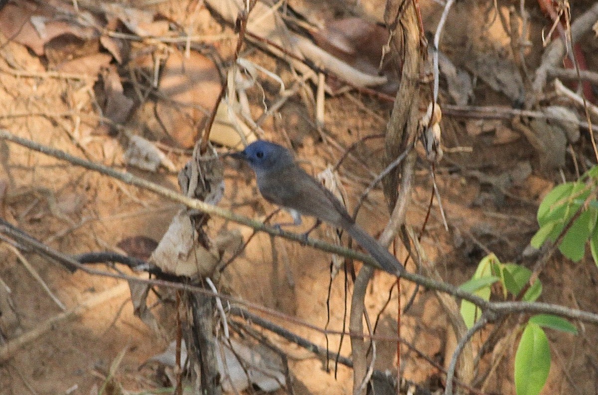 Black-naped Monarch - ML645776060