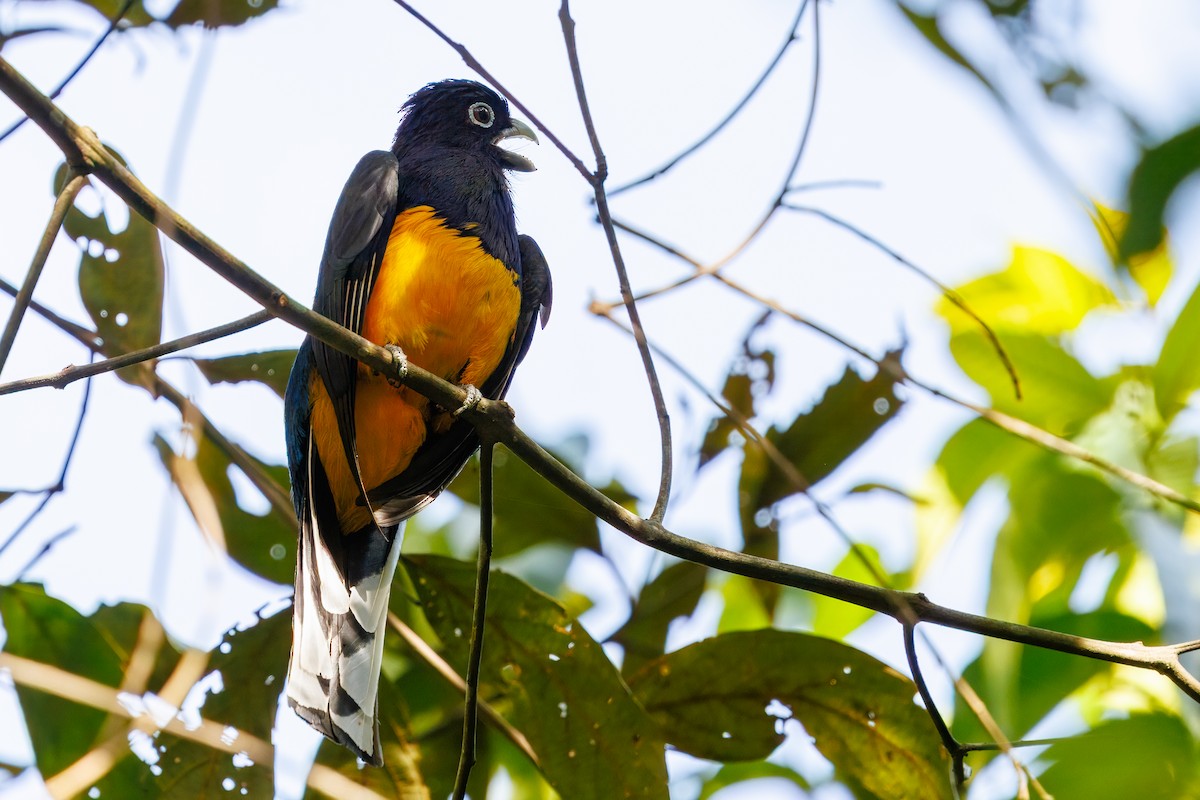 Green-backed Trogon - ML645776064