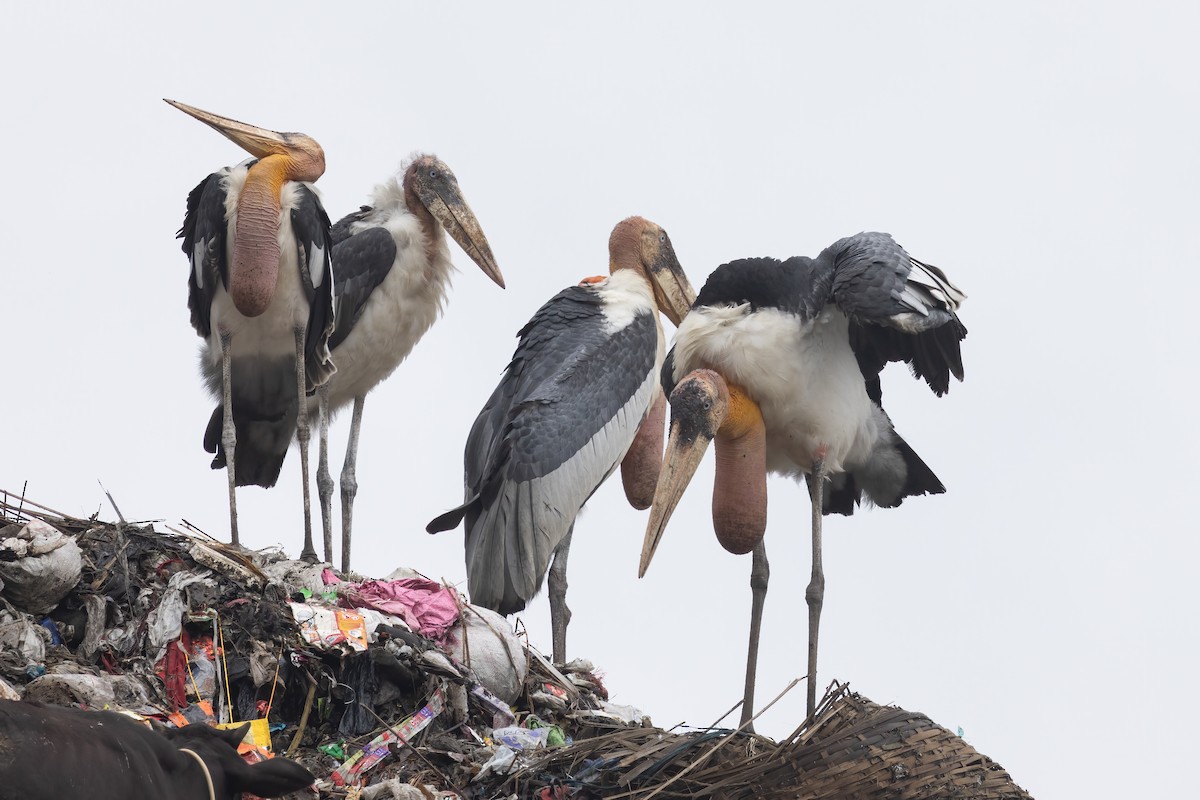 Greater Adjutant - ML645776065