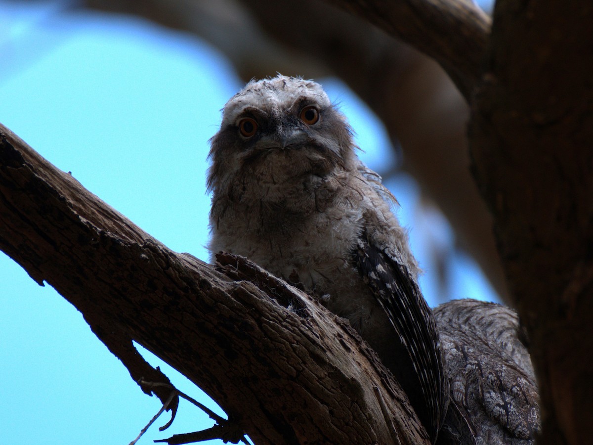 Tawny Frogmouth - ML645776070