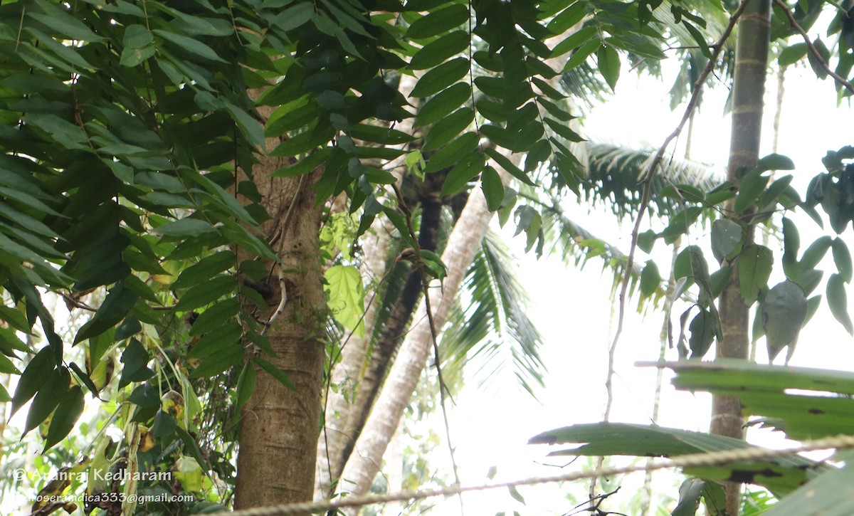 White-cheeked Barbet - ML645776074