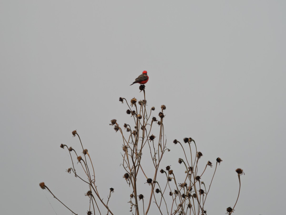 Vermilion Flycatcher - ML645776077