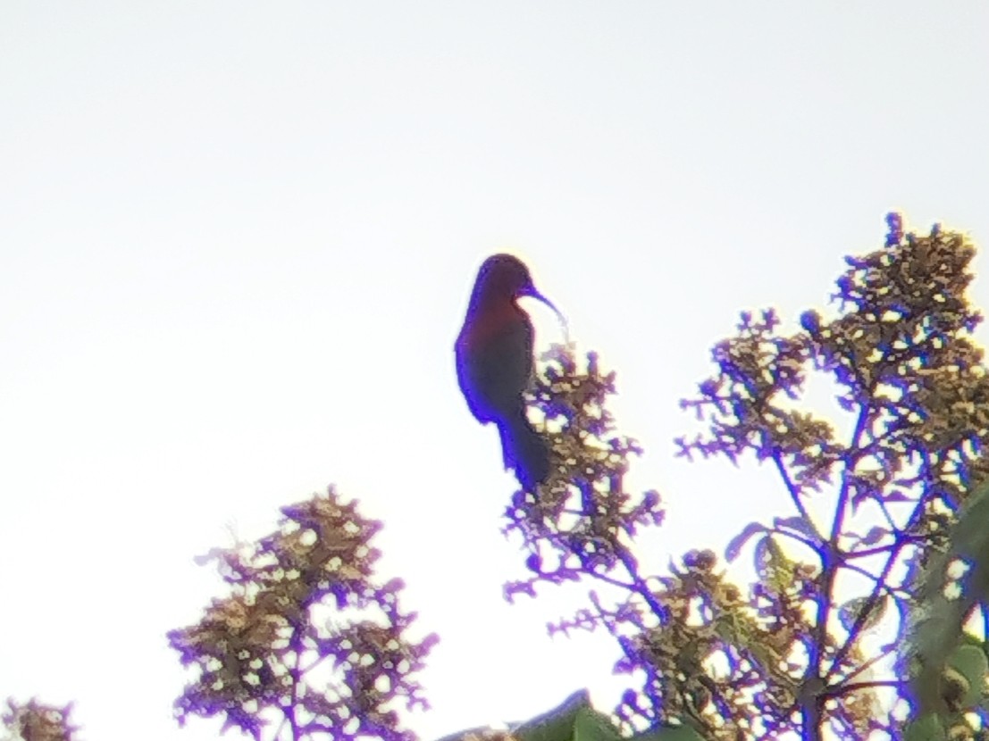 Karmesinnektarvogel - ML645776081