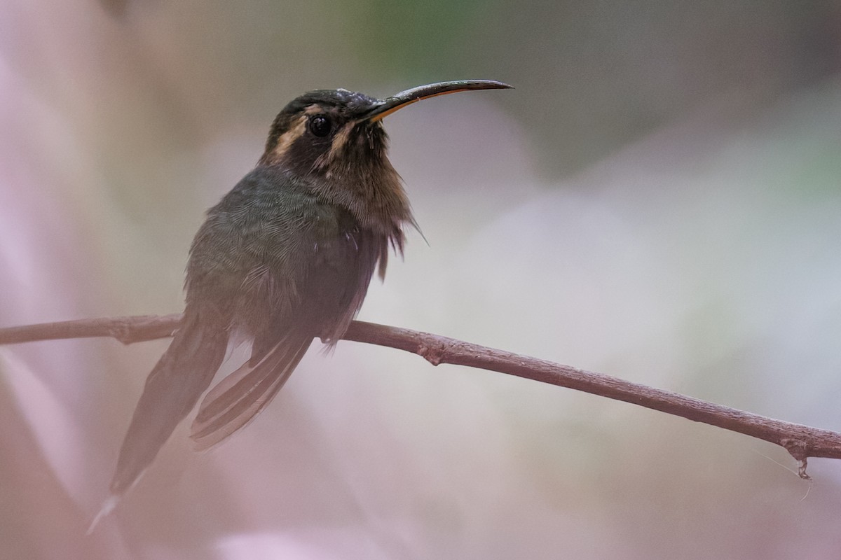 Minute Hermit - ML645776084