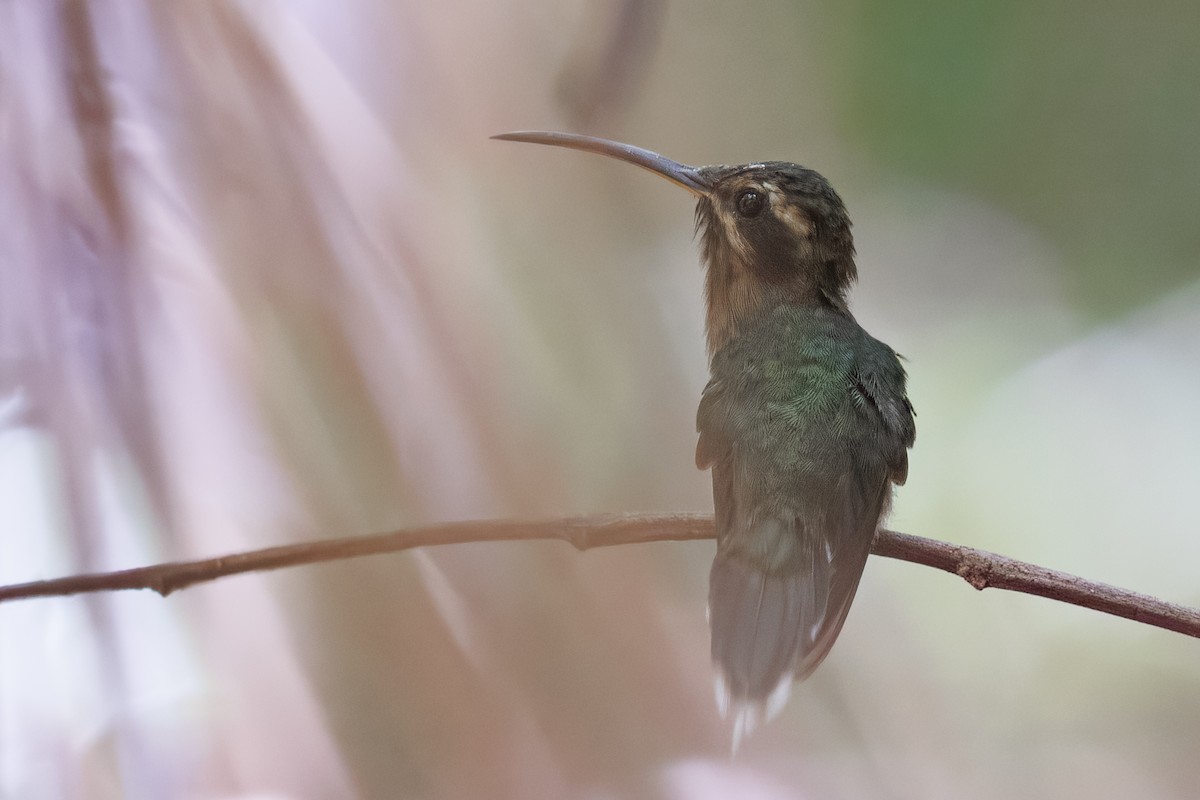 Minute Hermit - ML645776085