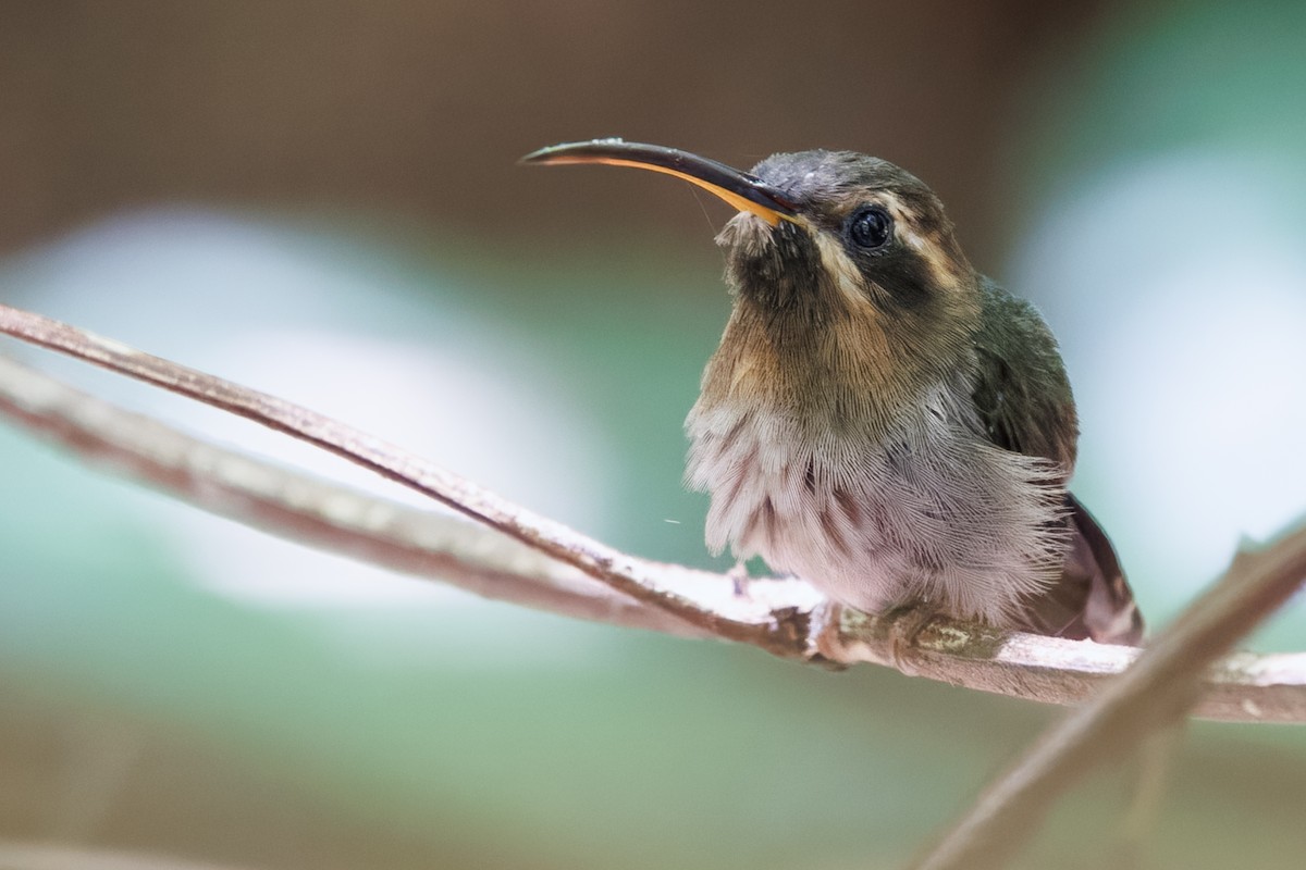 Minute Hermit - ML645776086