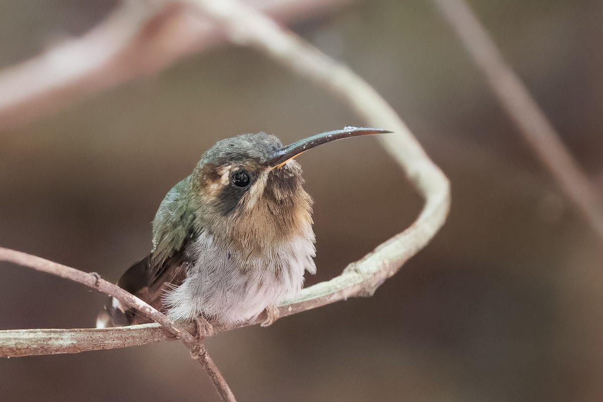 Minute Hermit - ML645776087