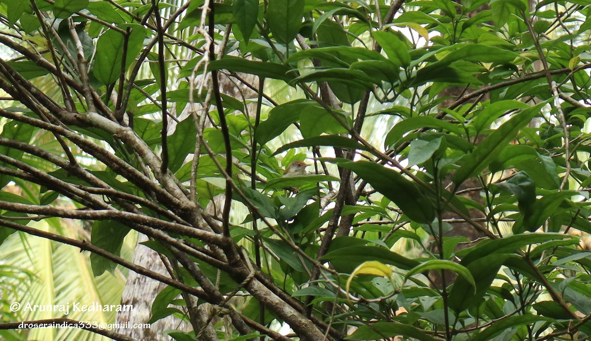 Common Tailorbird - ML645776088