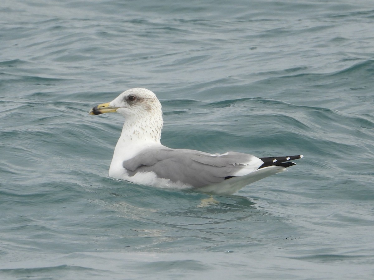 Armenian Gull - ML645776090